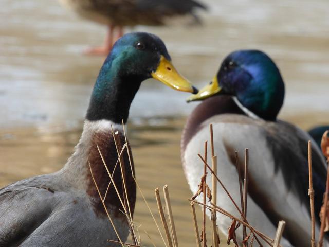 Tierpark Röhrensee